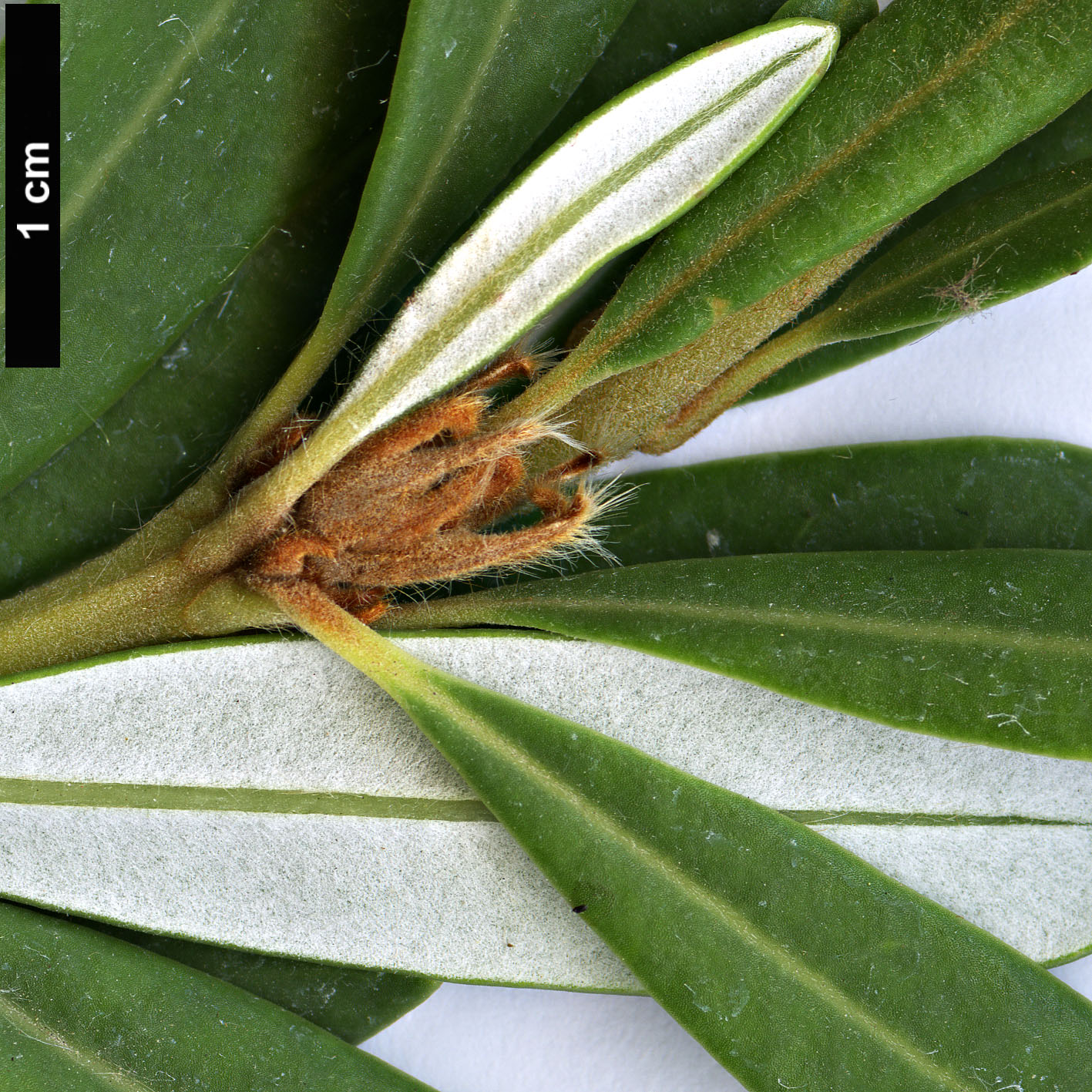 High resolution image: Family: Proteaceae - Genus: Banksia - Taxon: verticillata